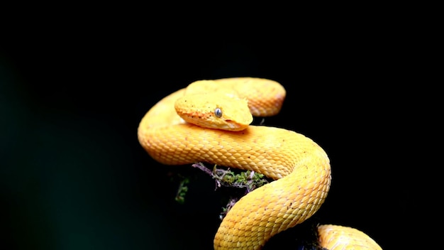 Photo la photo du serpent vipère venimeux