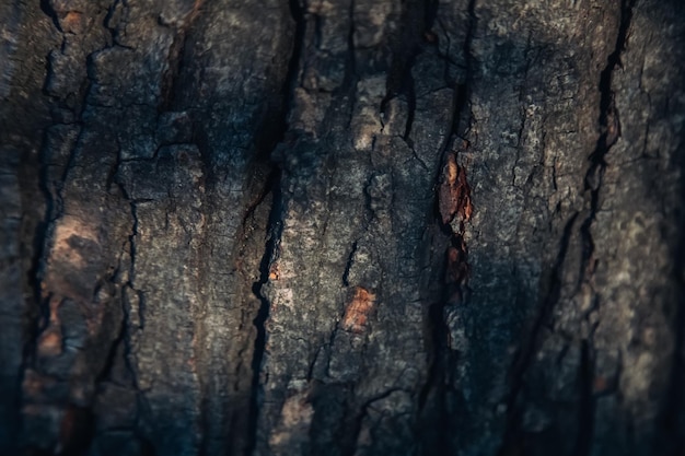 Photo d'écorce sombre fond en bois texturé