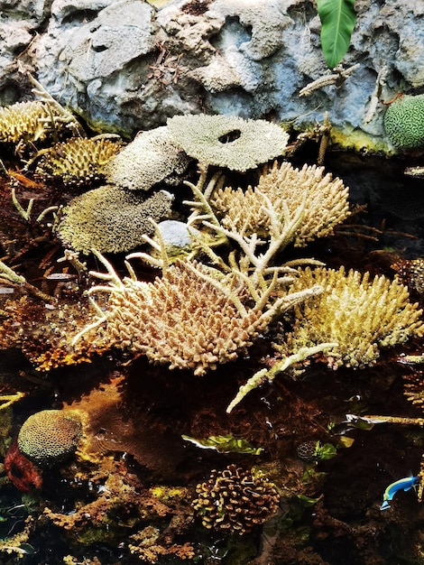 Photo photo de l'écosystème aquatique des coraux dans la vie marine de l'aquarium