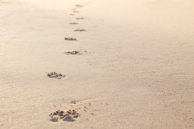 Photo de l&#39;empreinte de chien (animal) sur la plage tropicale