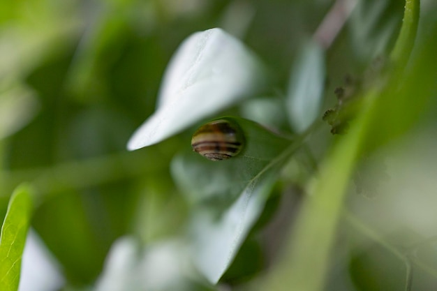 Photo d'un escargot dans une feuille