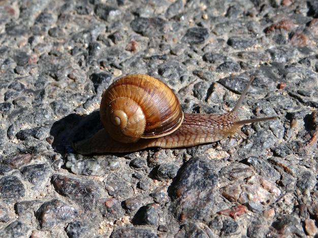 Photo d'escargot rampant sur la route