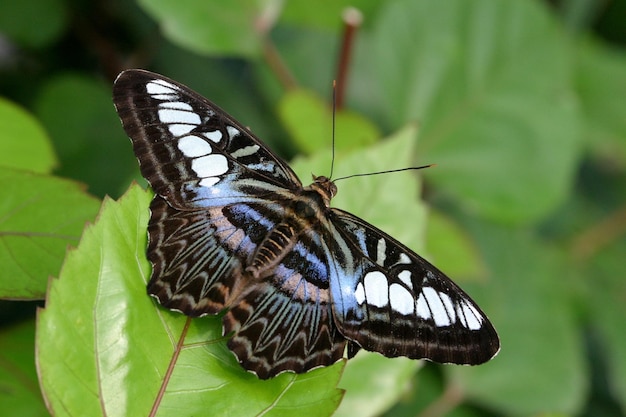 Cette photo est un beau papillon