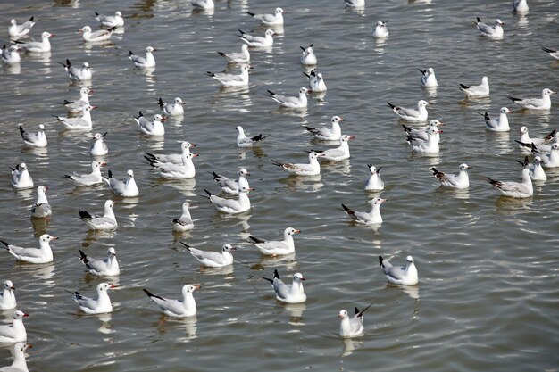 Cette photo est une mouette.