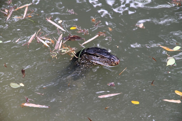 Cette photo est de voir les animaux dans le canal.