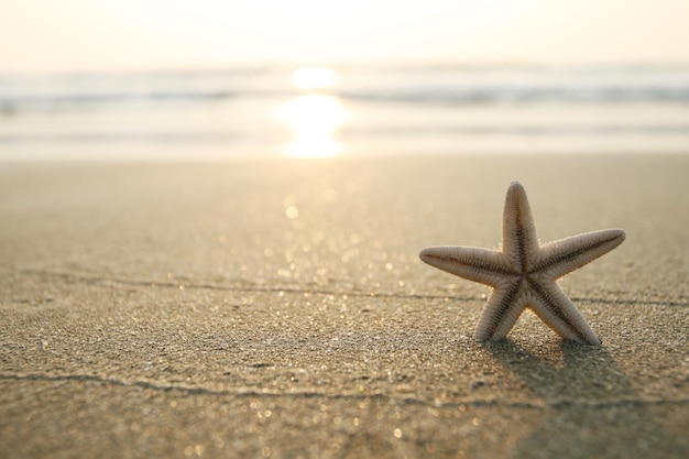 Photo d'étoiles de mer sur la plage dans le sable