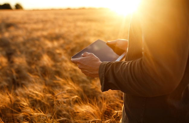 Photo étonnante d'un agriculteur vérifiant les progrès du champ de blé tenant une tablette à l'aide d'Internet