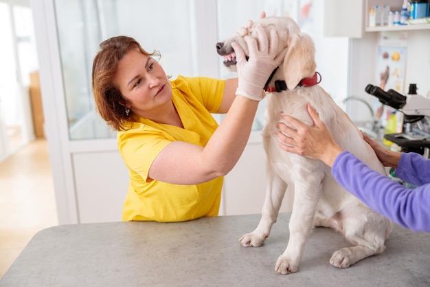 Photo de l'examen de routine du chien au bureau du médecin