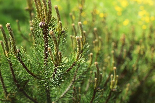 Photo de faible profondeur de champ, jeune sapin avec des pissenlits flous dans le soleil arrière qui brille en arrière-plan. Fond de forêt de printemps abstrait.