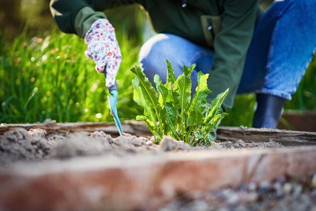 Photo d'une femme travaillant avec des outils dans le jardin