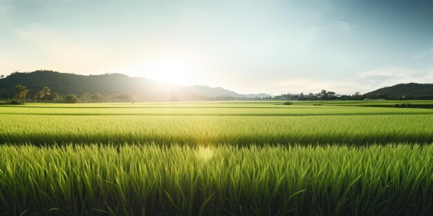 Photo d'une ferme de riz verdoyante le matin