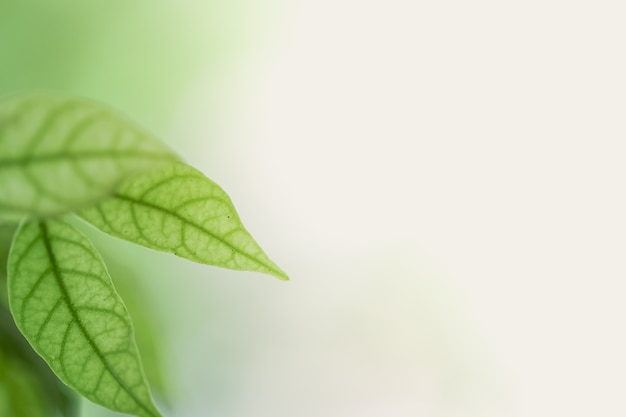 Photo de feuille verte dans la jungle tropicale