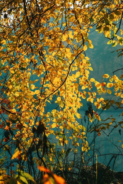 Photo de feuilles d'automne sur fond flou