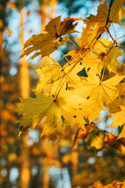 Photo de feuilles d'automne sur fond flou