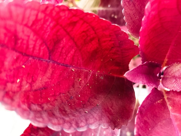 photo de feuilles et de fleurs pour fond naturel