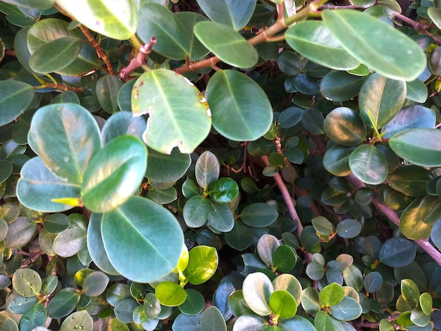 photo de feuilles et de fleurs pour fond naturel