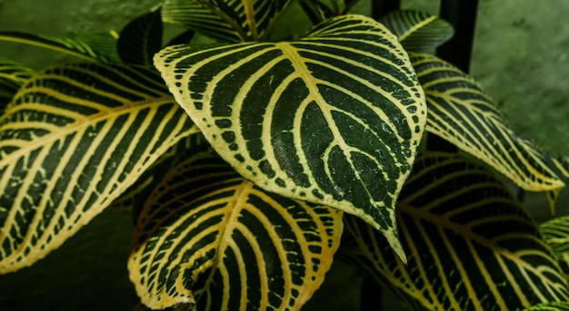Photo photo de feuilles d'une plante appelée aphelandra squarrosa nees du genre acanthaceae ou également connue sous le nom de zebra plant