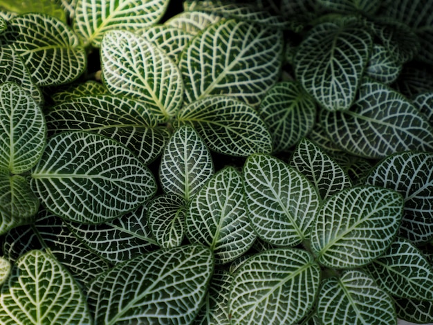 Photo de feuilles pour le fond