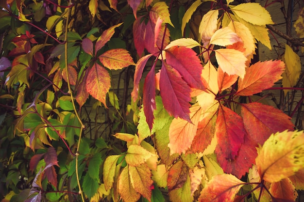 Photo de feuilles rouges de raisins sauvages sur la clôture Les feuilles de vigne sont rouge vif recouvrent le mur