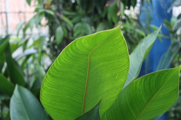 Photo de feuilles vertes dans le jardin des enfants