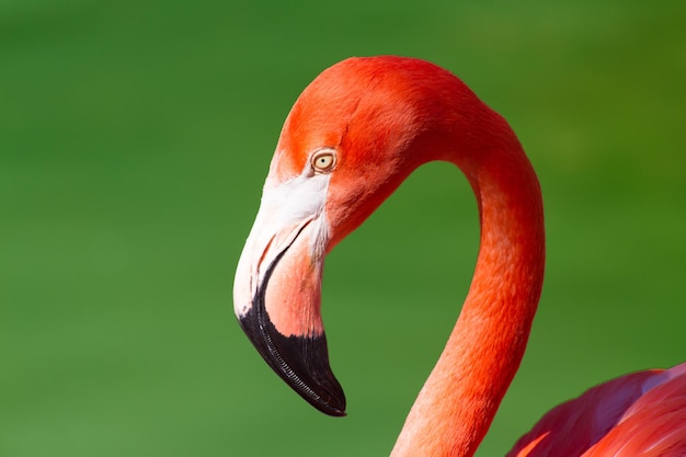 Une photo de flamant sur fond vert