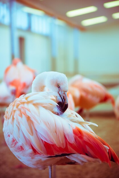 Photo d'un flamant rose