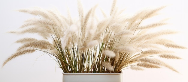 Photo de fleur de Feather Reed Grass dans un pot isolée sur fond blanc IA générative