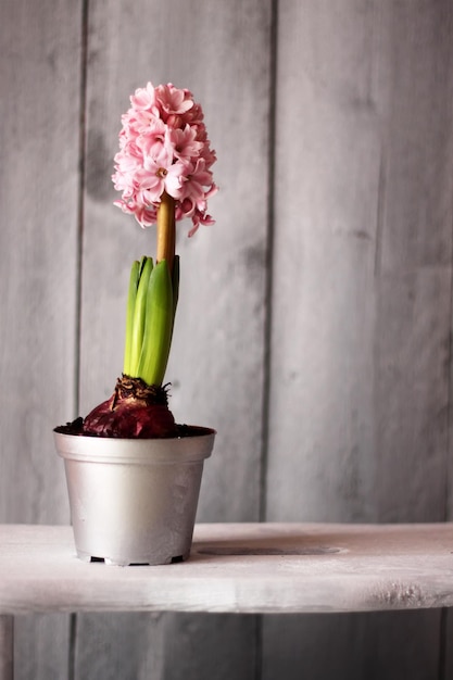 Une photo d'une fleur de hyacinth rose