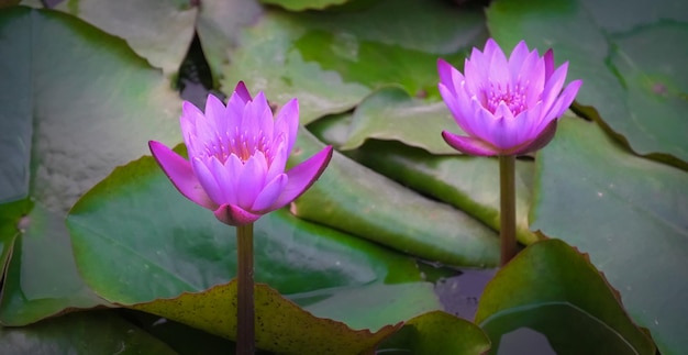 Photo de fleur de lotus dans l'eau