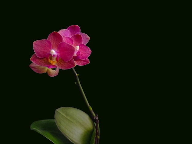 Photo fleur mini phalaenopsis rose vif sur fond sombre Plante en pot maison