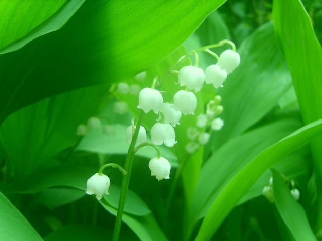 photo de fleur de muguet