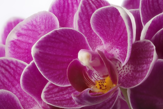 Photo d'une fleur d'orchidée sur fond blanc