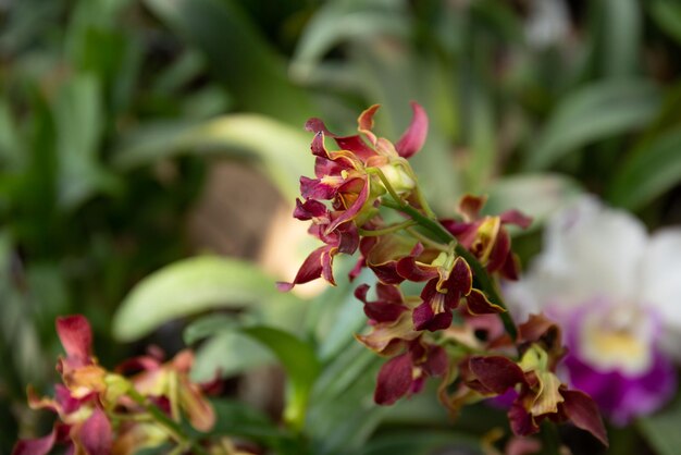 Photo de fleur d'orchidée qui fleurit dans le jardin de la maison