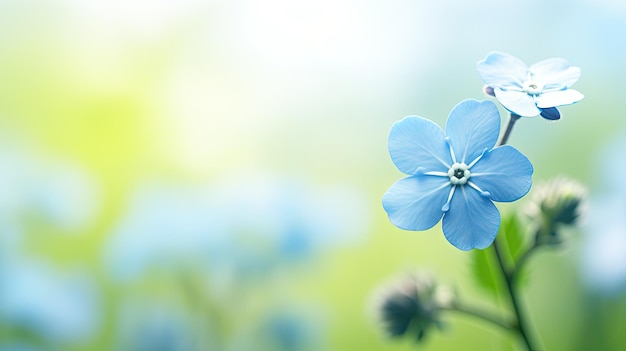 Une photo d'une fleur d'oubli bleu délicat sur un fond vert doux