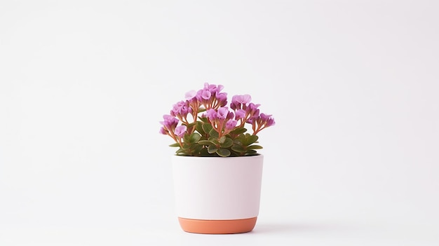 Photo de fleur de Rockcress en pot isolé sur fond blanc