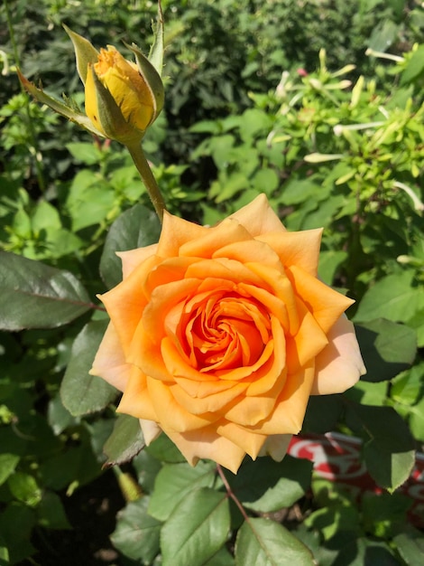 Photo de fleur de rose orange