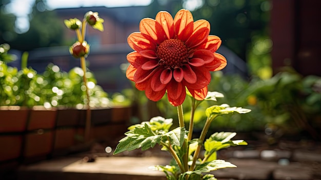 Une photo d'une fleur rouge de brique dans un jardin à la lumière du soleil
