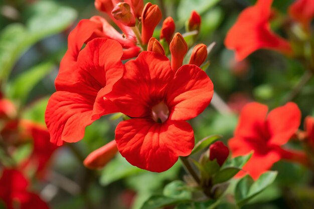 Une photo de fleur rouge est montrée dans cette illustration