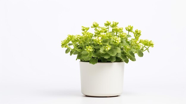 Photo de fleur de Saxifrage en pot isolé sur fond blanc