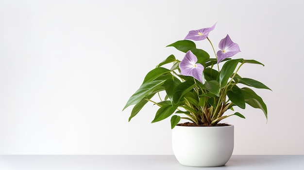 Photo de fleur de Trillium en pot isolé sur fond blanc