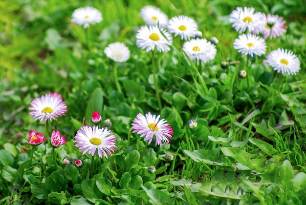 Une photo de fleurs de chrysanthème dans un jardin d'automne