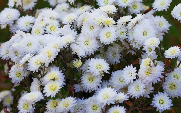 Une photo de fleurs de chrysanthème dans un jardin d'automne