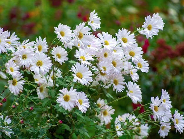 Une photo de fleurs de chrysanthème dans un jardin d'automne