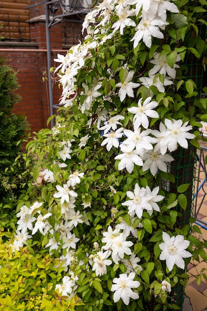 Photo de fleurs de clématites blanches dans un jardin