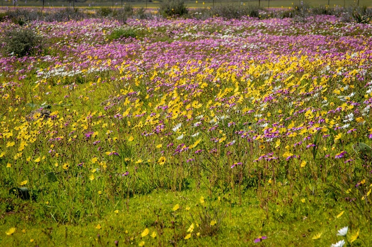 Photo une photo de fleurs colorées sur un champ de fleurs