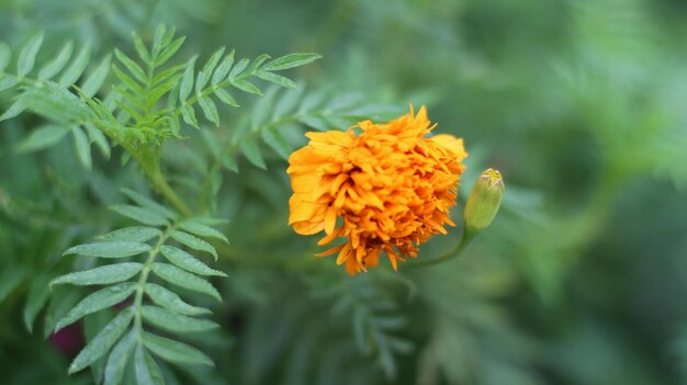 photo de fleurs dans le jardin premium