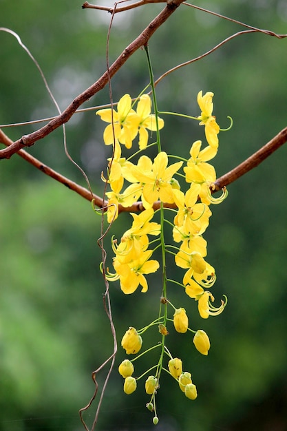 Cette photo a des fleurs jaunes.