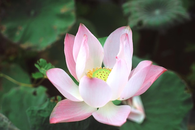 Photo de fleurs de lotus dans l'étang