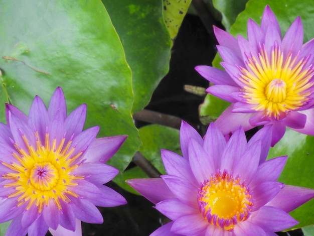 Photo de fleurs de lotus dans l'étang