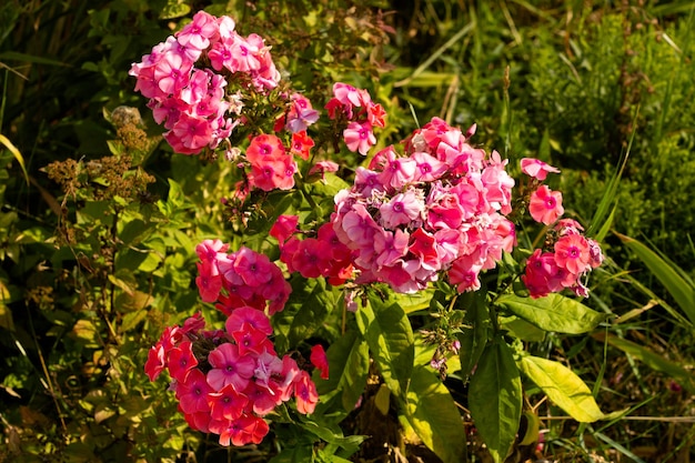 Photo fleurs de phlox rose sur un fond